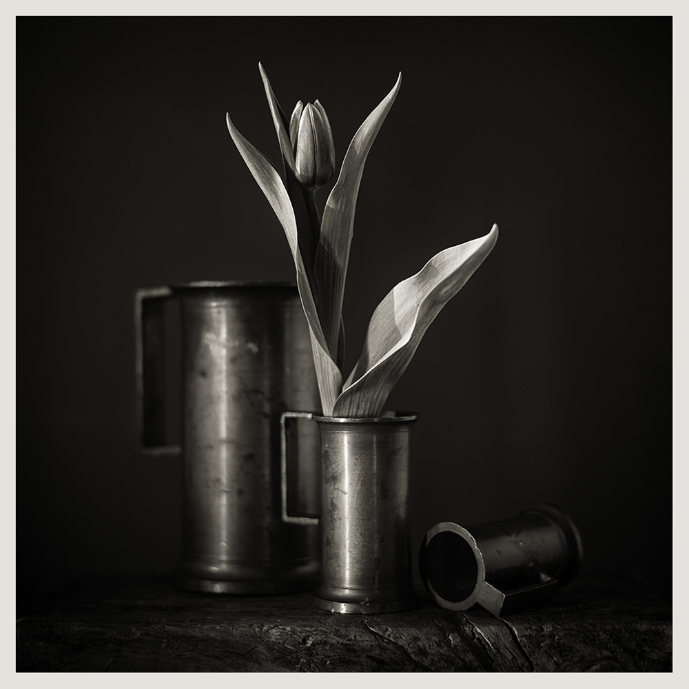 Three vessels and a tulip